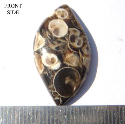 Turritella Fossil Stone Freeform Cabochon
